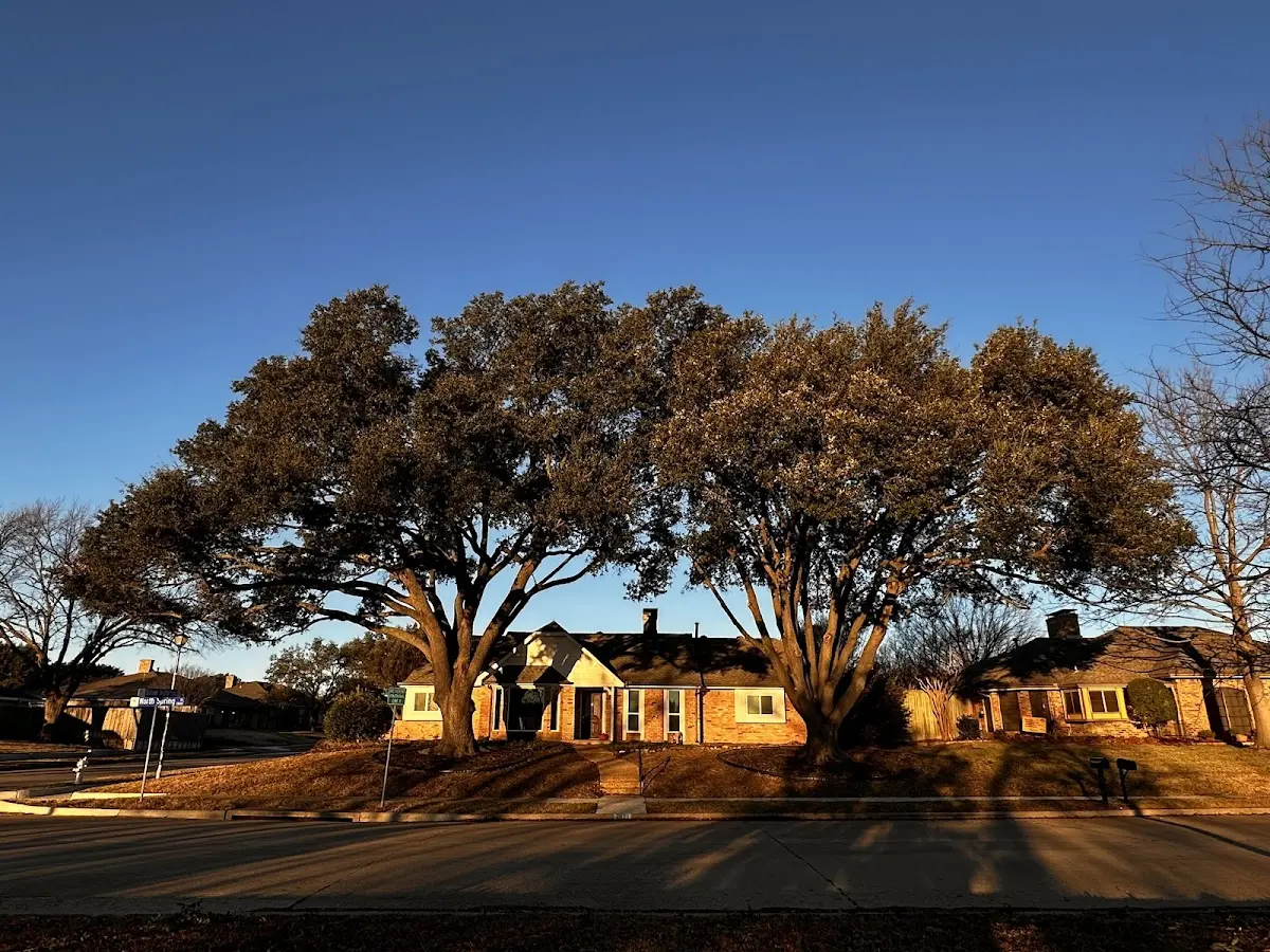 Established residential canopy tree shading a home in Palatka